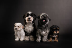 foto van vier honden in de studio